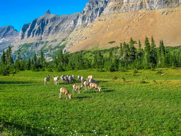 Rebanho de cabras de montanha — Fotografia de Stock
