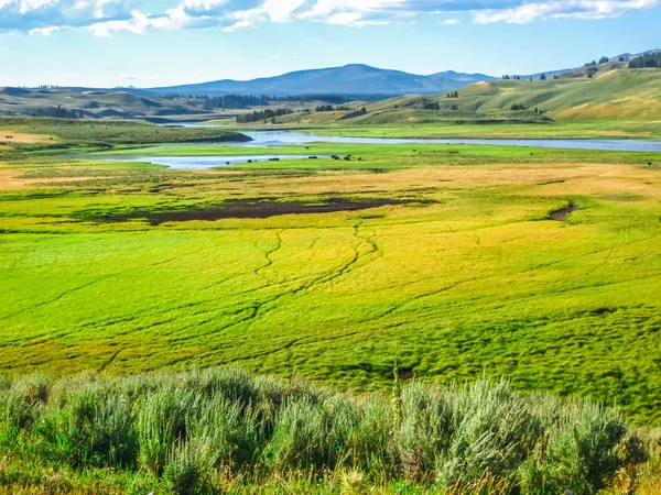 Hayden Vadisi Yellowstone