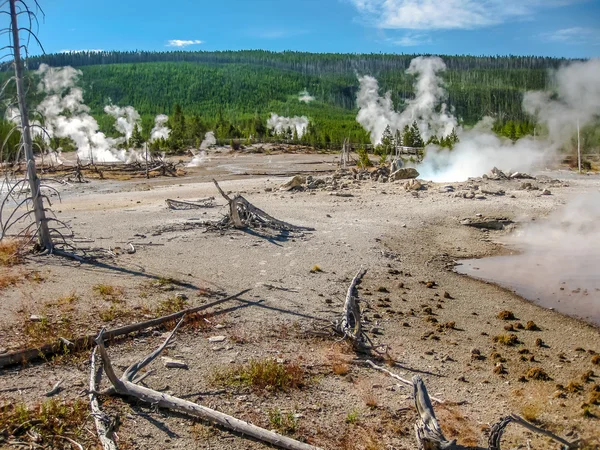 Árvores mortas em Yellowstone — Fotografia de Stock