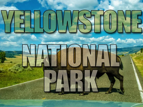 Cruce de búfalos en Yellowstone — Foto de Stock