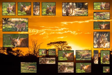 Caracal pictures collage clipart
