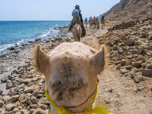 Touristique sur chameaux — Photo
