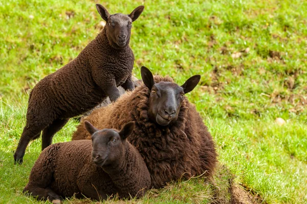 Black Mother Sheep — Stock Photo, Image