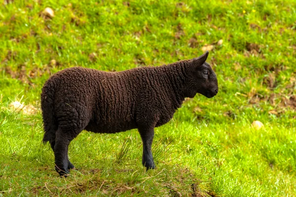 Highlander Black Lamb — Stock Photo, Image