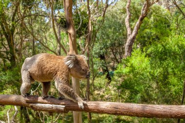 Male Koala Victoria Australia clipart