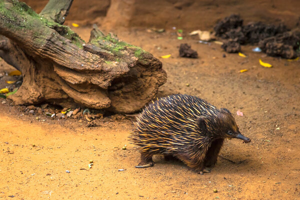 The Australian Echidna