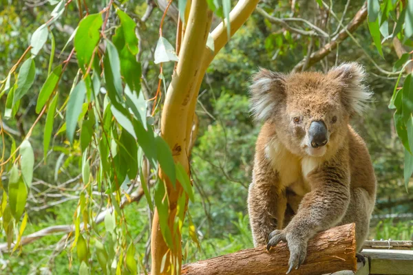 Australische Koala op een tak — Stockfoto