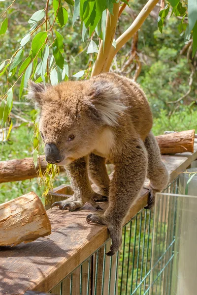 Australske Koala Phillip Island - Stock-foto