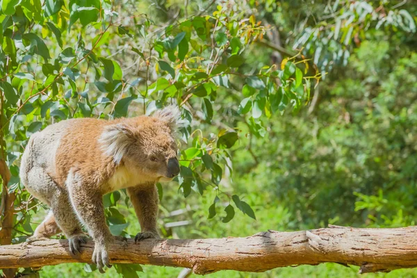 Australische Koala op een tak — Stockfoto