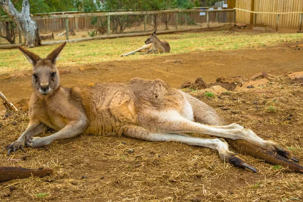 Kırmızı kanguru oturma — Stok fotoğraf
