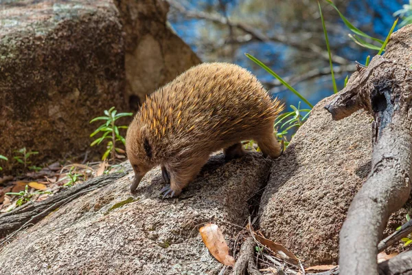 Isla de Bruny Echidna —  Fotos de Stock