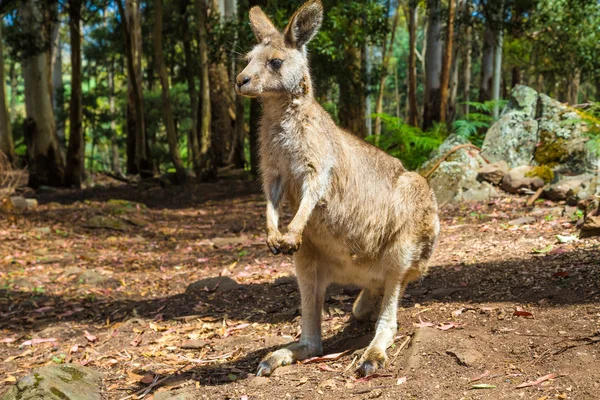 Canguro australiano de pie — Foto de Stock