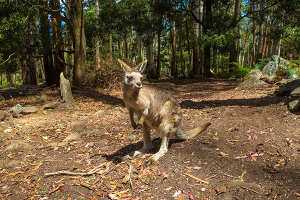 Australische rode kangoeroe — Stockfoto