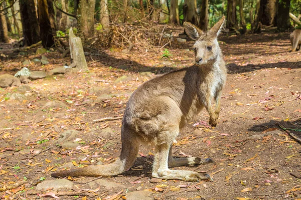 Австралійський кенгуру стоячи — стокове фото