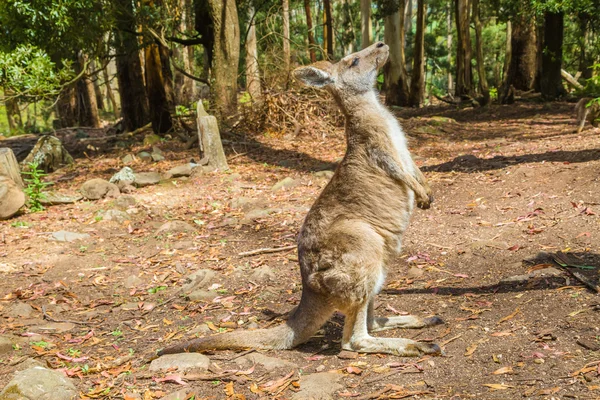 Kangaroo in Trowunna Wildlife Park — Stockfoto