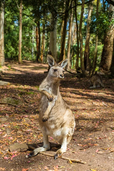 Avustralya kanguru ayakta — Stok fotoğraf