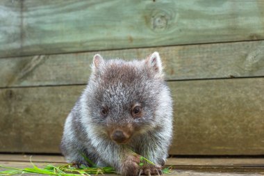Küçük Wombat Tazmanya