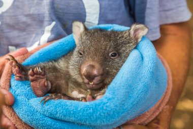 Baby sweet Wombat clipart