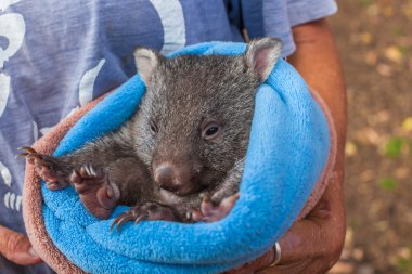 Bebek tatlı Wombat