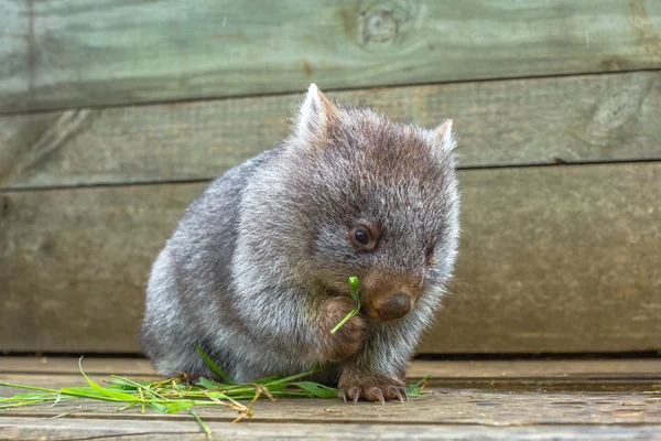 Küçük Wombat yeme — Stok fotoğraf