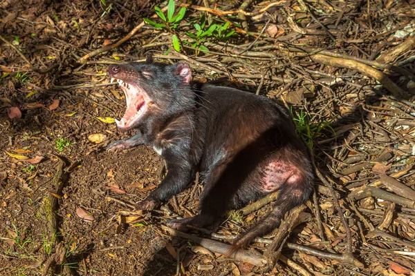 Tasmaanse duivel boos — Stockfoto