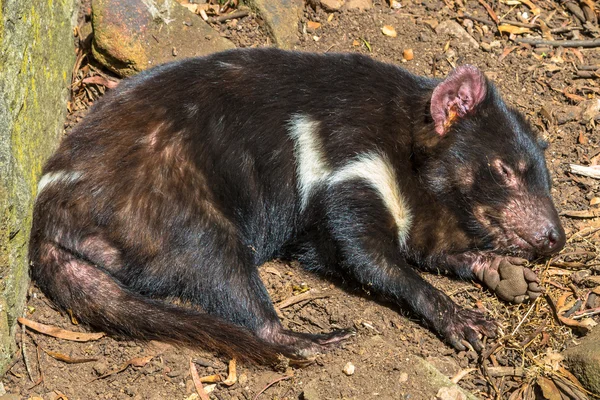 Tasmaanse duivel slapen — Stockfoto