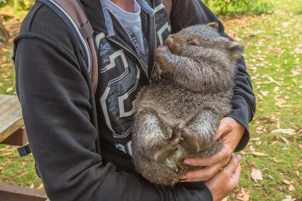 Pequeño Wombat durmiendo — Foto de Stock