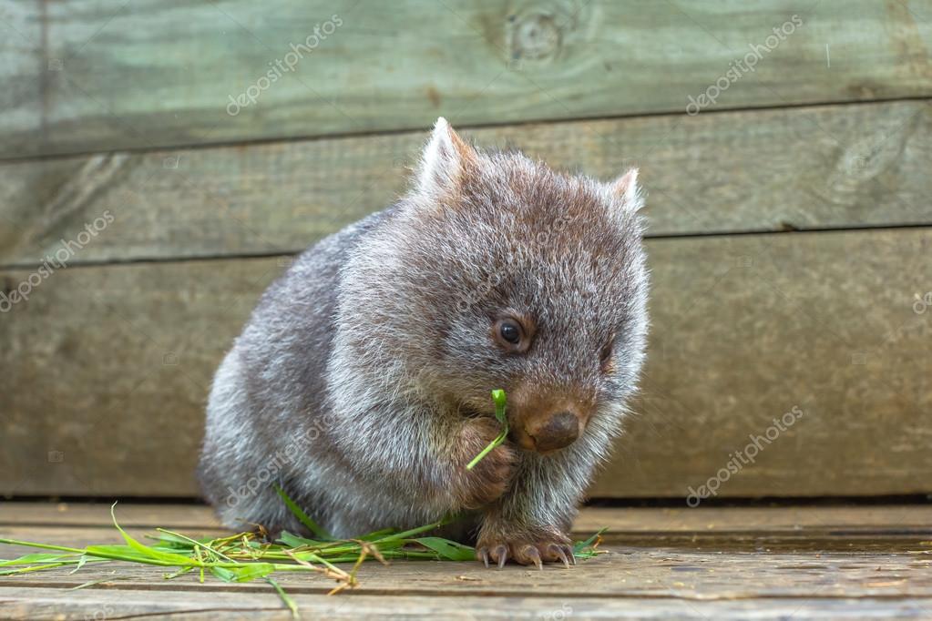 Little Wombat eating Stock Photo by ©bennymarty 98548274