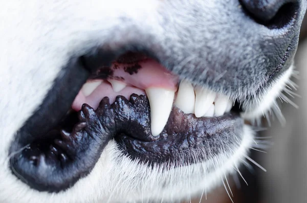 Primer Plano Perro Dientes Boca — Foto de Stock