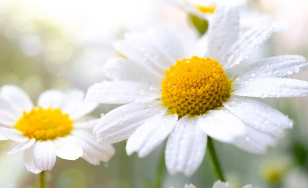 Beautiful chamomile flowers banner. Spring or summer nature scene with blooming daisy in sun flares. Soft focus. With copy space. Close up.