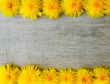 Ahşap arka planda çiçek açmış karahindiba çiçeği. Fotoğrafı doğal bir arka plan olarak kapat. Fotokopi alanına sahip soyut desen pankartı
