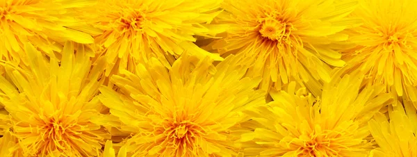 Sfondo di fiore di tarassaco in piena fioritura. Close up foto come sfondo naturale. Bandiera di texture astratta fiore con spazio di copia — Foto Stock