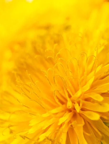 Macro imagen de flor de diente de león en plena floración. Cerrar la foto como fondo natural. Textura abstracta flor — Foto de Stock