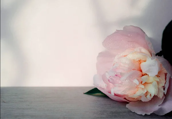 Blooming branches with peony flowers and buds . Feminine wedding or birthday table composition with floral. Blurry background selective focus. White and pink peonies flowers. Floral background. Pastel