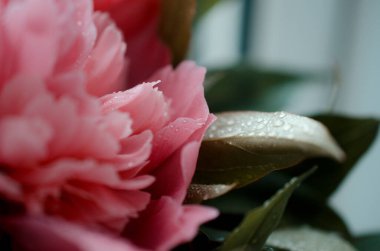 Yumuşak odaklanma. Şakayık çiçekleri ve tomurcuklarla açan dallar. Fotoğrafı doğal bir arka plan olarak kapat. Bulanık arkaplan seçici odak. Beyaz ve pembe şakayık çiçekleri. Çiçek arkaplan. Pastel şakayık.