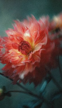 Dreamy abstract photograph of delicate coral pink leaves in soft focus and motion blur. Gentle pastel tones and ethereal movement create a calm, artistic, and minimalist background perfect for modern design, nature-inspired prints, and wellness conce