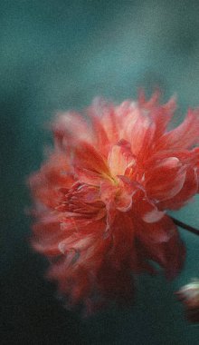 Dreamy abstract photograph of delicate coral pink leaves in soft focus and motion blur. Gentle pastel tones and ethereal movement create a calm, artistic, and minimalist background perfect for modern design, nature-inspired prints, and wellness conce