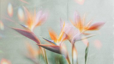 Dreamy abstract photograph of delicate coral pink leaves in soft focus and motion blur. Gentle pastel tones and ethereal movement create a calm, artistic, and minimalist background perfect for modern design, nature-inspired prints, and wellness conce