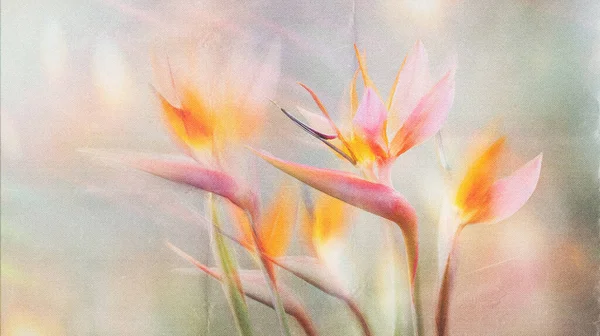 Dreamy abstract photograph of delicate coral pink leaves in soft focus and motion blur. Gentle pastel tones and ethereal movement create a calm, artistic, and minimalist background perfect for modern design, nature-inspired prints, and wellness conce