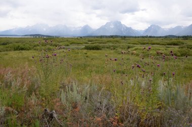 Grand Teton Ulusal Parkı manzarası