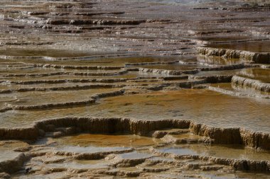 Yellowstone Ulusal Parkı 'ndaki Mamut Kaplıcaları, Wyoming, ABD