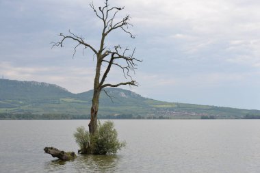 Vestonice rezervuarındaki yalnız ağaç, Moravya, Çek Cumhuriyeti