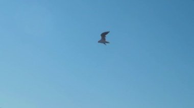 Bekar Martı Sahilde Uçuyor