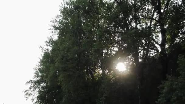Akşam Güneşi Dalların Arasından Parlıyor Görüş Mesafesi — Stok video