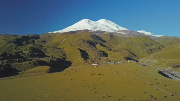 Aerial view of Mount Elbrus from the height of the Emmanuel Glade. Flying past a herd of cows. — Stock Video