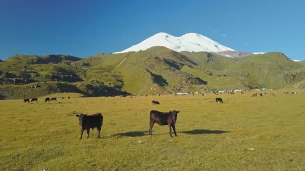 Luchtfoto van Mount Elbrus vanaf de hoogte van de Emmanuel Glade. Vliegen langs een kudde koeien. — Stockvideo