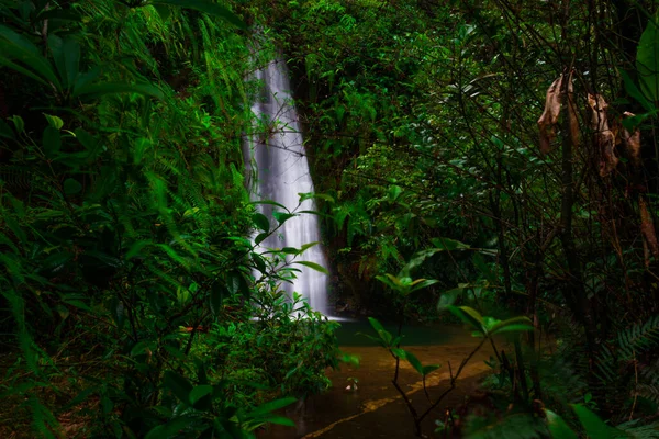 Cascade Dans Foest Vert — Photo