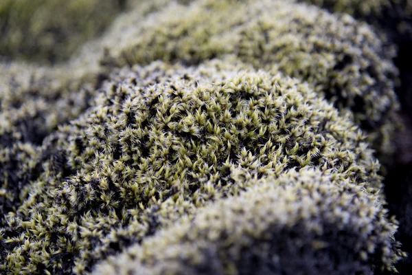 Lava moss field — Stock Photo, Image