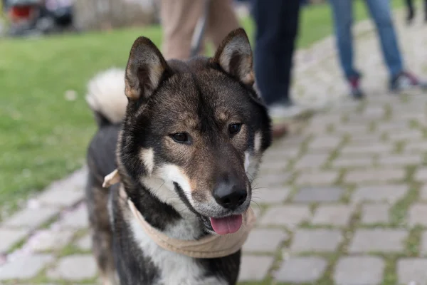 En Shikoku hund — Stockfoto