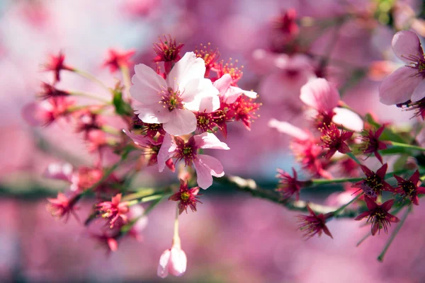 Pembe kiraz çiçeği.
